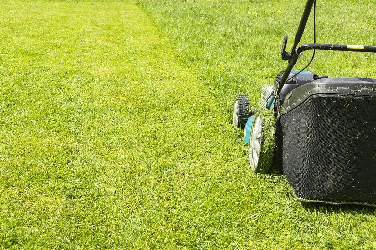 Freshly mowed lawn with precise edging along a Brisbane driveway